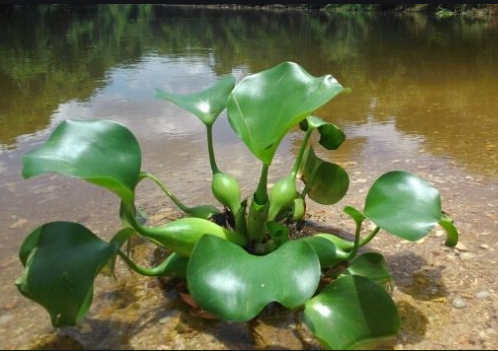 生態水處理：利用植物進行生態水水質凈化的6大優點